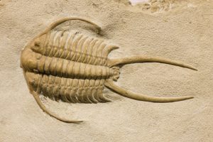 fossils